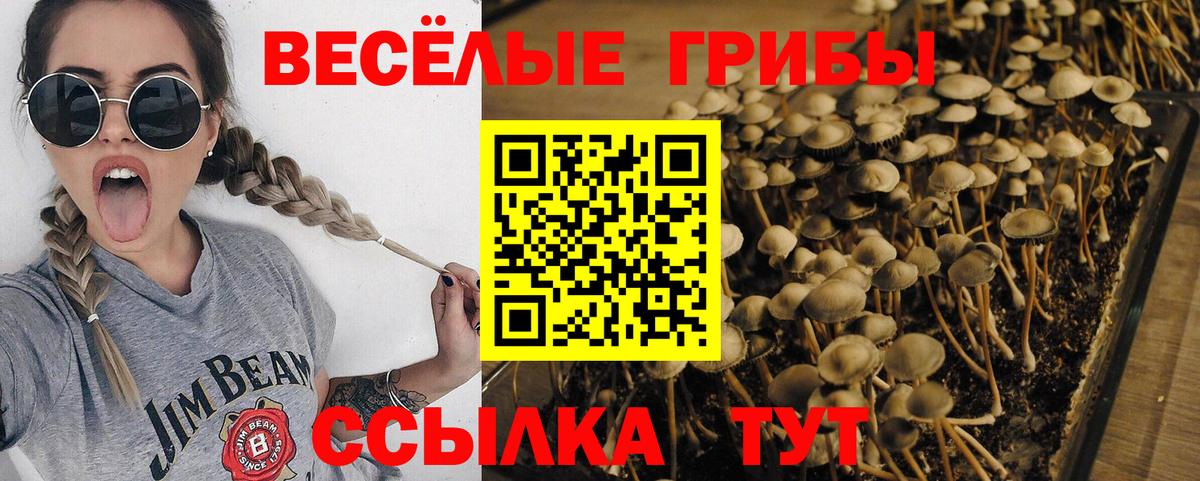 Псилоцибиновые грибы GOLDEN TEACHER Ступино